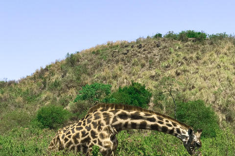 Excursão a pé de um dia para fazer um safári no Parque Nacional de Arusha