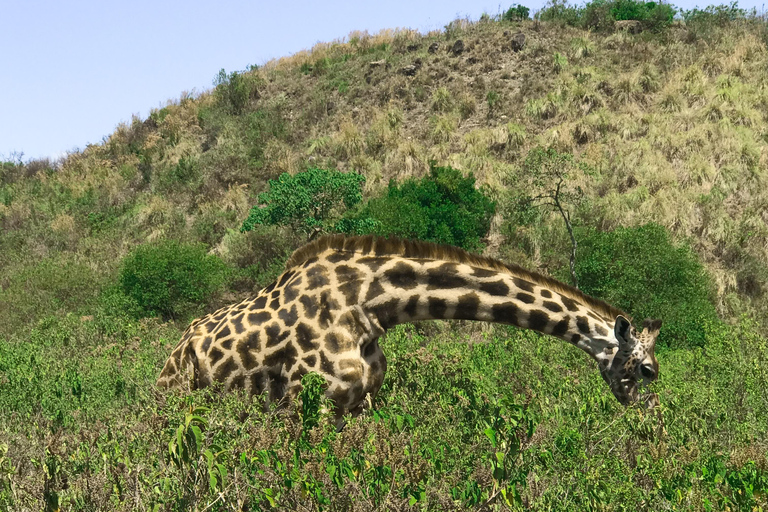 Excursão a pé de um dia para fazer um safári no Parque Nacional de Arusha