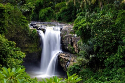 Bali:Ubud Affenwald, Reisterrasse, Wasserfall und TempelreisePrivate Tour mit Eintrittsgeldern