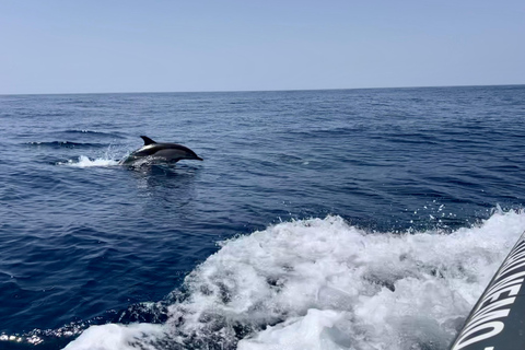 Portimão: Tour en barco con Delfines y Vida Marina con BiólogoTour privado