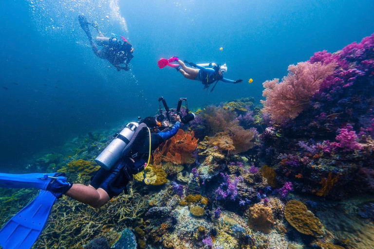 Da Nang: Cham Islands Fun Dive with Lunch and Transfers Fun Divers with Certified - two dive