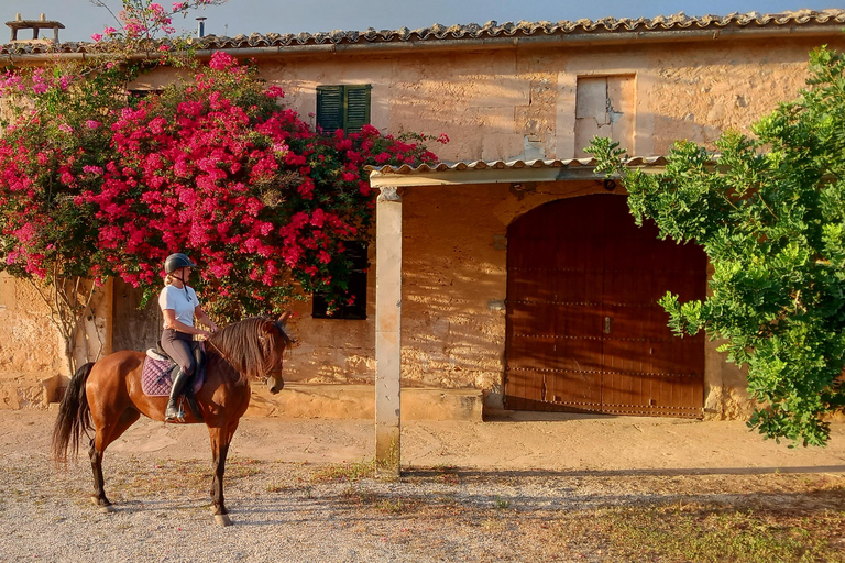 Mallorca: Randa Romantic Sunset Horse Ride With Drinks