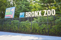 Skip-the-line Tickets to Bronx Zoo con transferencias privadas - Housity