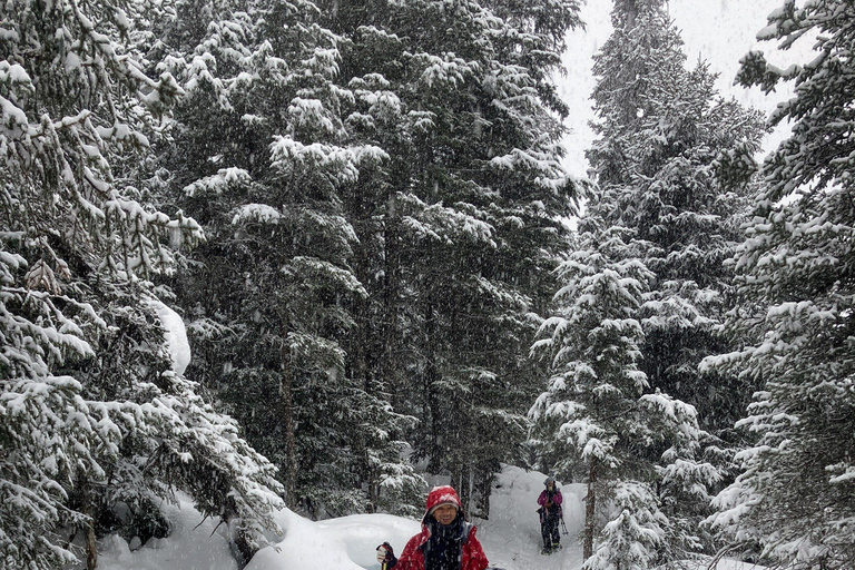 Guided Snowshoeing Adventure from Seward, Alaska 6-Hour Tour
