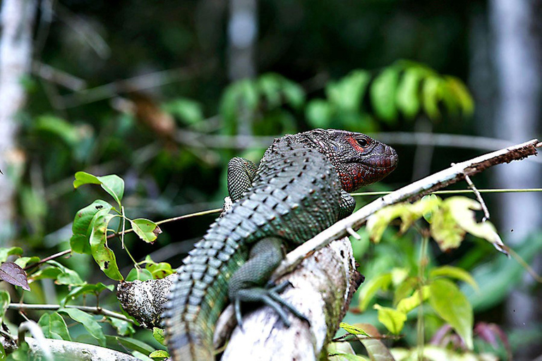 Iquitos: aventura de 6 días en la selva amazónica con comidas incluidas.Iquitos: aventura de 6 días por la selva amazónica con comidas incluidas