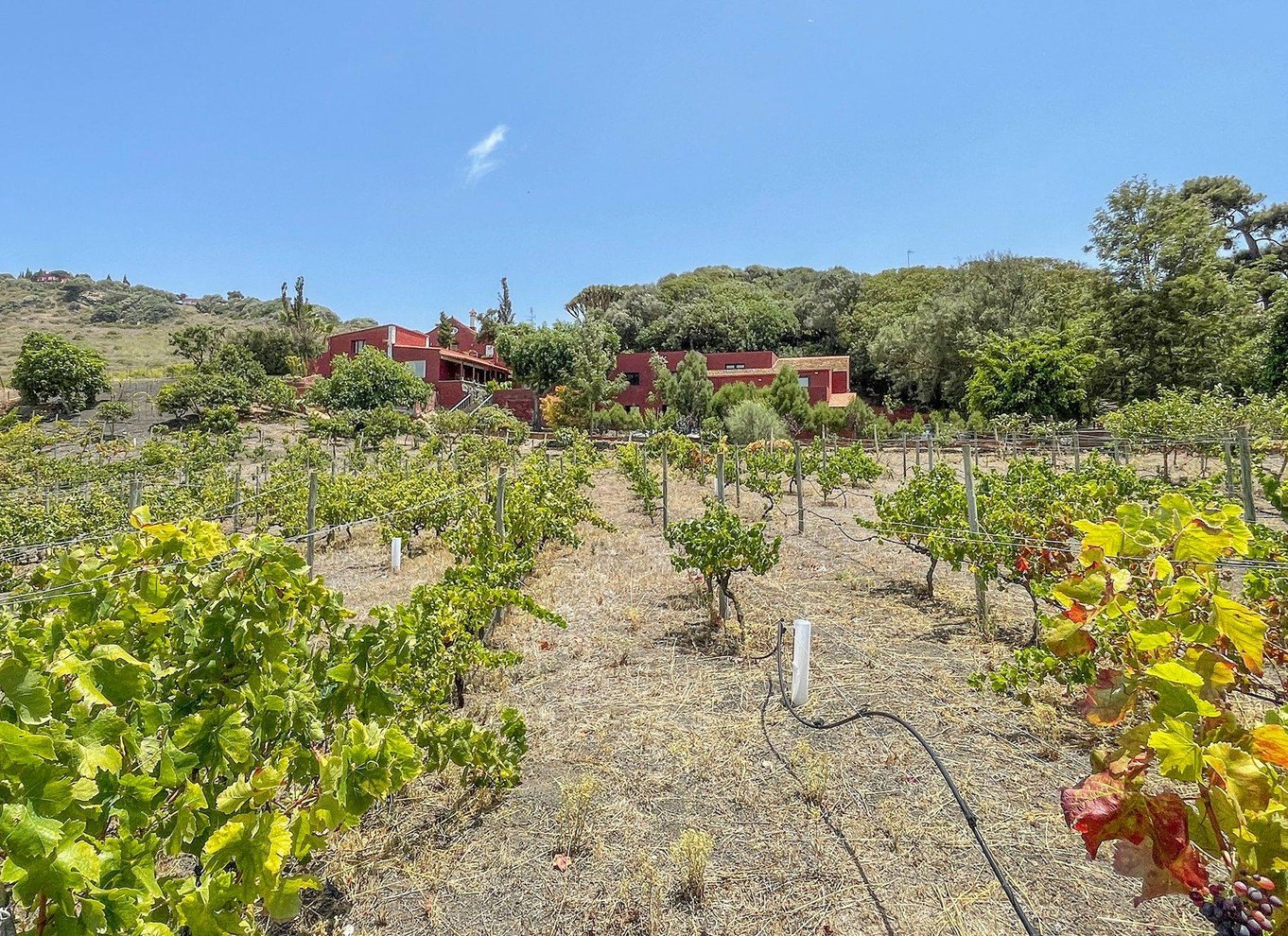 Gran Canaria: Rundvisning på vingård, vinmuseum og vinsmagning