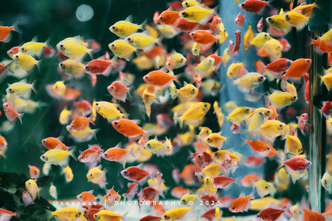 Guiyang: Qingyan Ancient Town & Flower Market One Day Tour