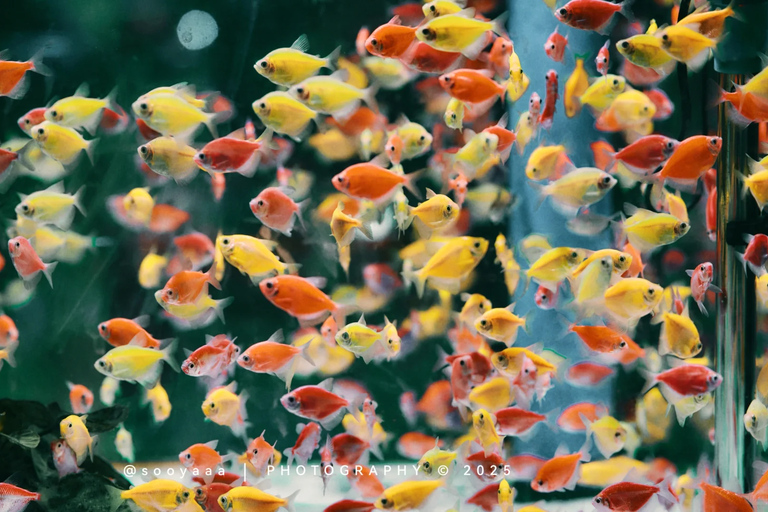 Guiyang : excursion d&#039;une journée à la ville ancienne de Qingyan et au marché aux fleurs