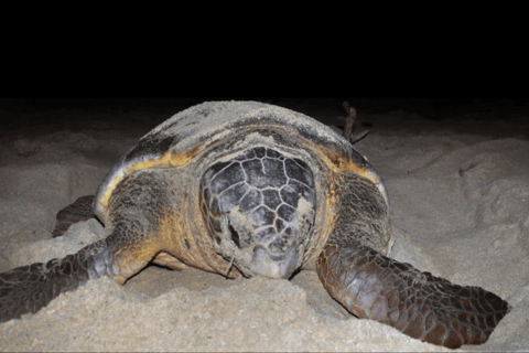 Boa Vista: Turtle Nesting Night Tour with Hotel Pickup
