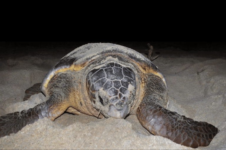 Boa Vista: Turtle Nesting Night Tour with Hotel Pickup