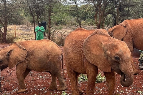 Parc national de Nairobi, orphelinat des éléphants, visite guidée d'une journée