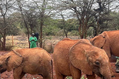 Parc national de Nairobi, orphelinat des éléphants, visite guidée d'une journée