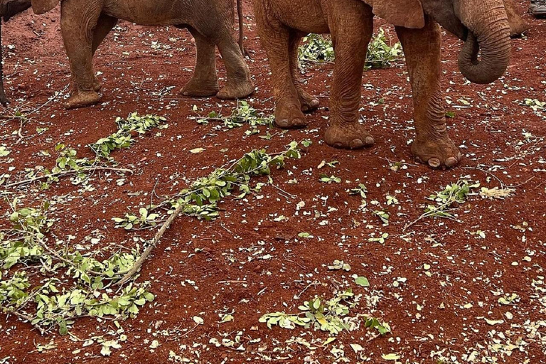 Parc national de Nairobi, orphelinat des éléphants, visite guidée d'une journée