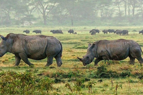 Lake Nakuru & Naivasha National Park Wildlife Highlights