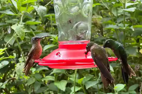 Avventura di birdwatching+ tour della città di Quito e Monumento all'Equatore