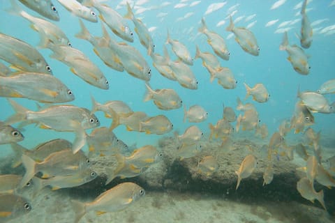 Fuerteventura: Einführung ins Tauchen