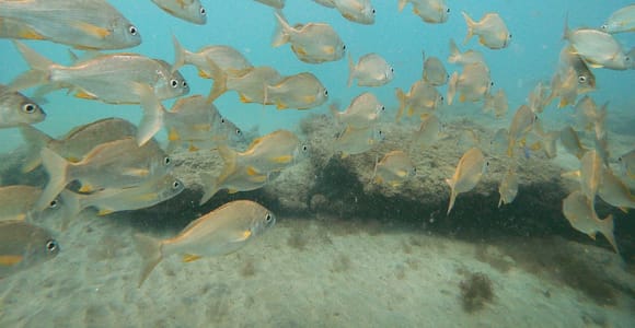 Fuerteventura: Einführung ins Tauchen