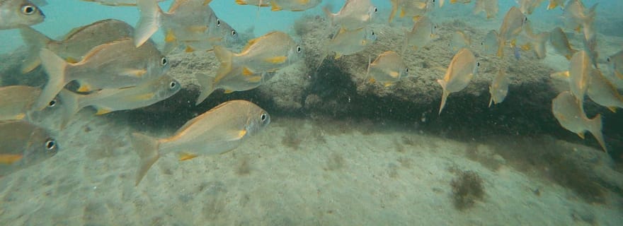 Fuerteventura : Découvrez la plongée sous-marine