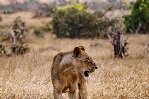 رحلة يومية إلى تشوبي من مدينة ليفينغستون