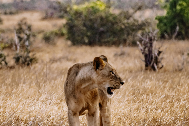 رحلة يومية إلى تشوبي من مدينة ليفينغستون