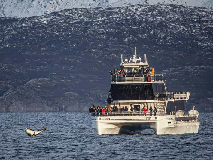 Tromsø: Whale Watching Tour by Hybrid-Electric Catamaran | GetYourGuide