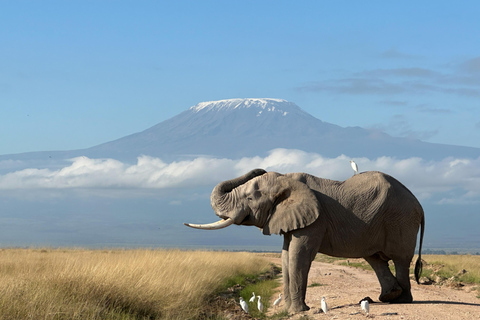 From Nairobi: 3-Day Amboseli National Park Safari