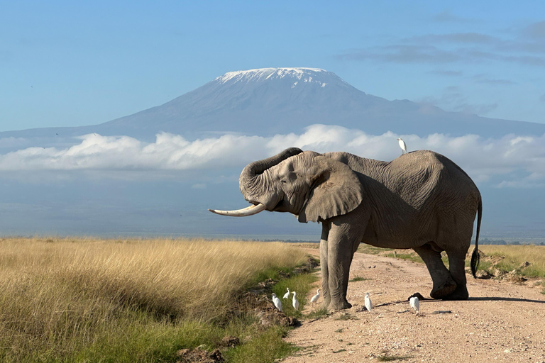 From Nairobi: 3-Day Amboseli National Park Safari