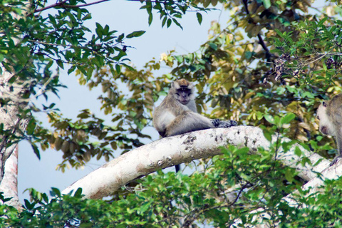 Kinabatangan River Trip from Sandakan with Lunch Included (Shared Tour) Kinabatangan River Trip Sandakan with Lunch