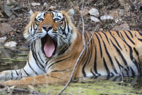 From Jaipur: Ranthambore National Park Day Trip with Safari