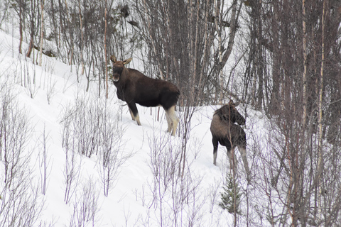 Abisko : Excursion en motoneigeVisites en motoneige - Conduire sa propre machine