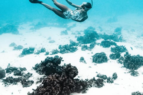 Moorea : excursion privée de snorkeling dans le lagon avec photos GoPro