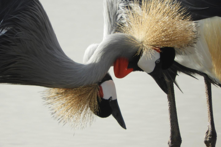 Private Nairobi National Park Drive in 4*4 landcruiser