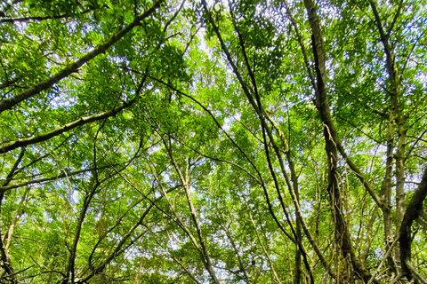 Bentota River Safari: Entdecke Wildtiere und Mangroven vom Boot ausBentota River Safari: Entdecke die Tierwelt und Mangroven vom Boot aus