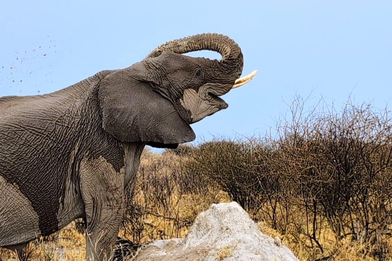 Windhoek: 3-Day Guided Safari in Etosha with Lodge