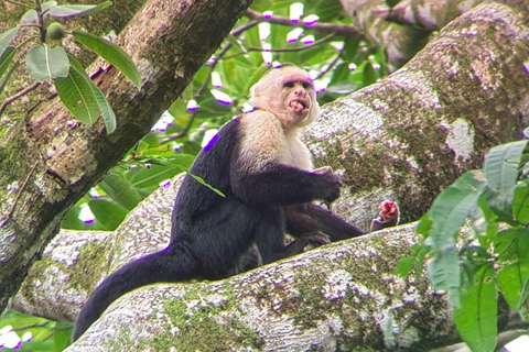 Manuel Antonio Park: Guidad tur för att se djur och strandtidPrivat tur