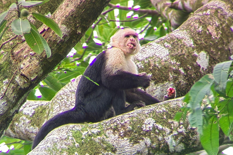 Parc Manuel Antonio : Visite guidée des animaux et de la plageParc Manuel Antonio : Visite guidée de la faune et de la flore et temps passé à la plage.