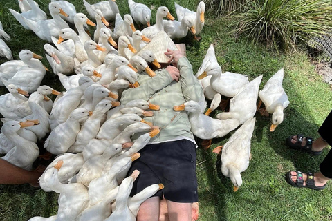 Hoi An Duck Farm: Feed, Play & Relax with Local Ducks No Pick up