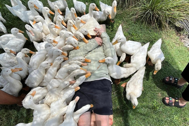Hoi An Duck Farm: Feed, Play & Relax with Local Ducks No Pick up