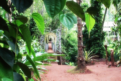 Kandy Food Tour & Spice Trail with Transfers Kandy: Traditional Food Tour & Spice Trail with Transfers
