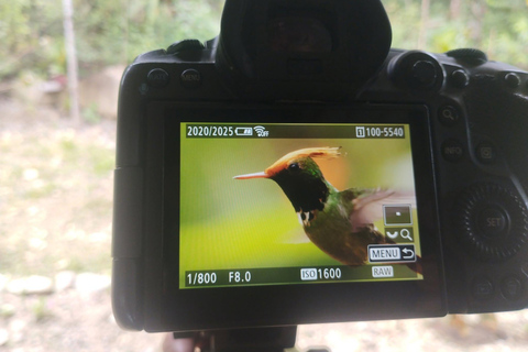 From Cusco: 4-Day Manu Cloud Forest Birdwatching Tour