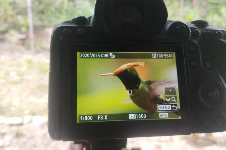 From Cusco: 4-Day Manu Cloud Forest Birdwatching Tour