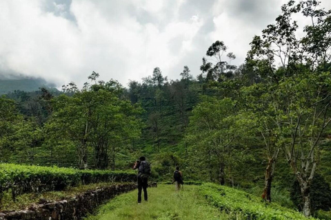Kandy: Sir James Taylor’s Loolkandura Tea Heritage Hike