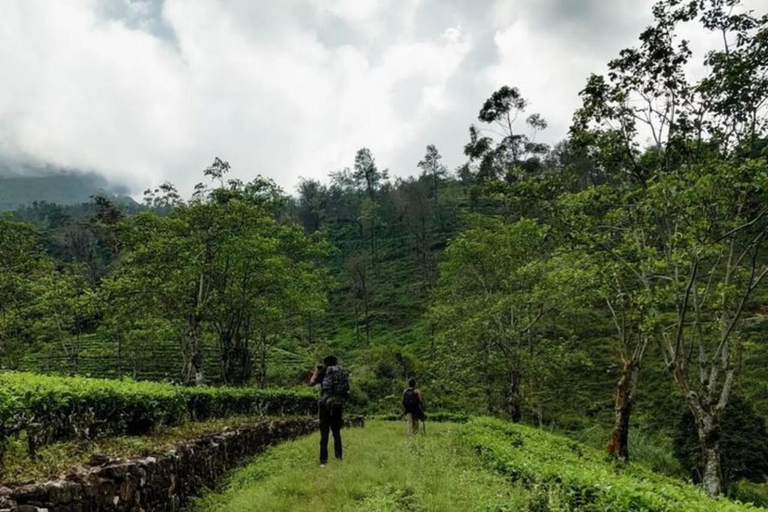 Kandy: Sir James Taylor’s Loolkandura Tea Heritage Hike
