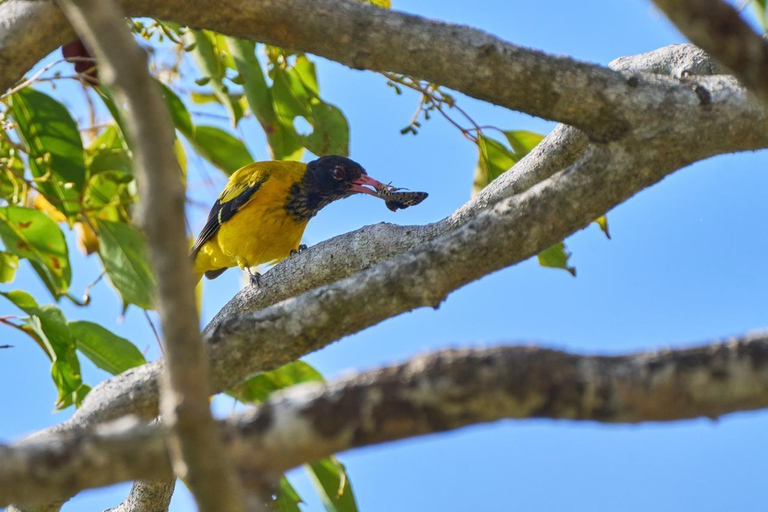 Colombo: Kithulgala Rainforest Birdwatching Tour & Lunch Colombo: Kithulgala Birdwatching Group Tour & Lunch