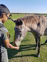 Zasavica Safari Tour - Housity