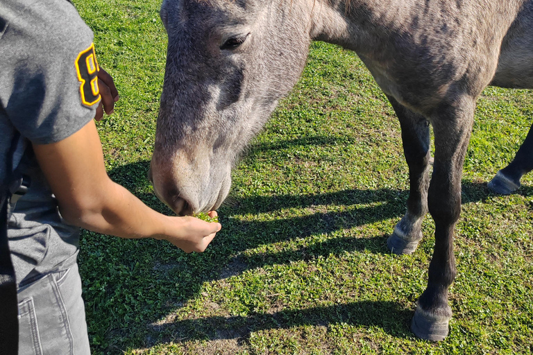 Passeio de safári em Zasavica