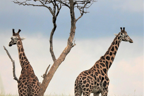 Tanzânia: Safári de 7 dias com acampamento no Serengeti e NgorongoroTanzânia: Safari de 7 dias com acampamento no Serengeti e Ngorongoro