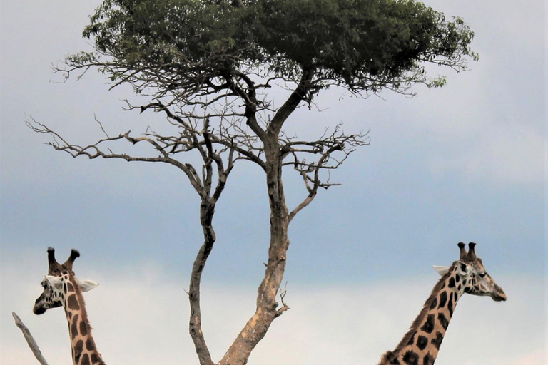 Tanzânia: Safári de 7 dias com acampamento no Serengeti e NgorongoroTanzânia: Safari de 7 dias com acampamento no Serengeti e Ngorongoro