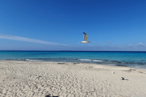 Ibiza: Ferry Journey to/from Formentera by Electric Ferry 1-way Ferry Ticket from Formentera to Ibiza