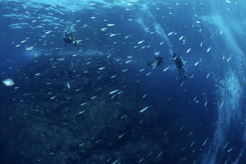 Pattaya: Fun dives in Pattaya and Samaesarn with transfer 3 Dives